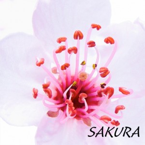 Cover for Sakura
